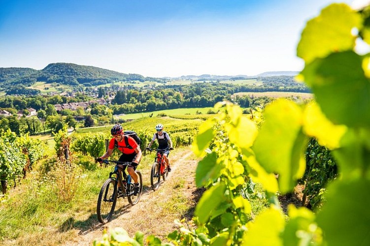 VTT dans les vignes autour de Chateau-Chalon