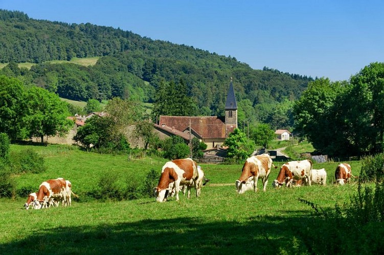 village et Montbéliardes autour de Saint-Amour