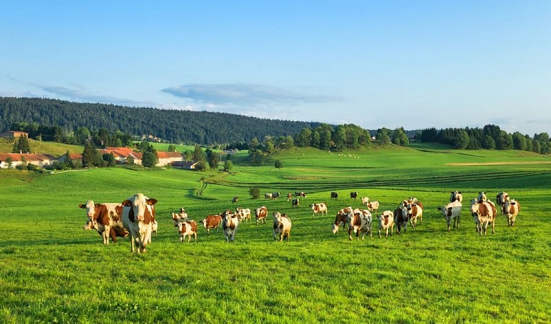 Vaches dans le Grandvaux