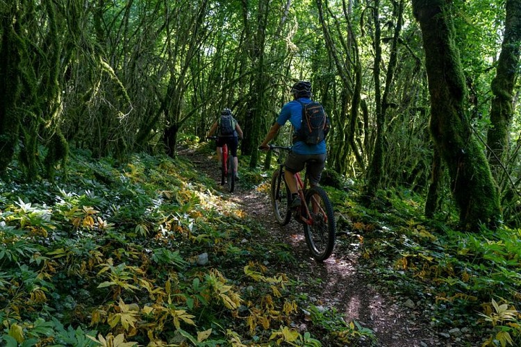 Vététistes en foret de Chaux