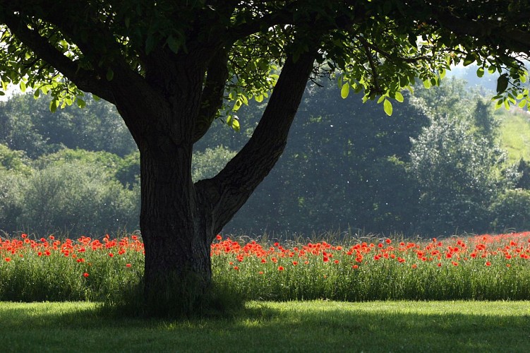 Dans la forêt des moines