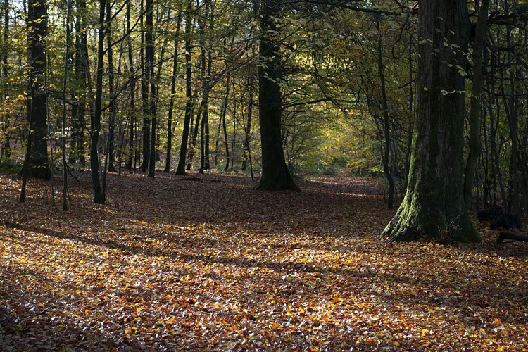 Petit_bois_des_legendes©dbcreation-MTFSH_(3)