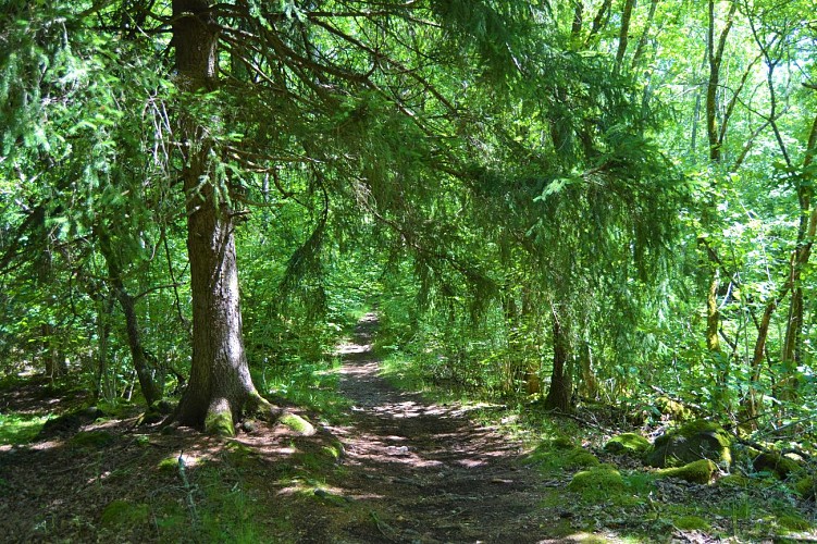 sentier dans la Cheire