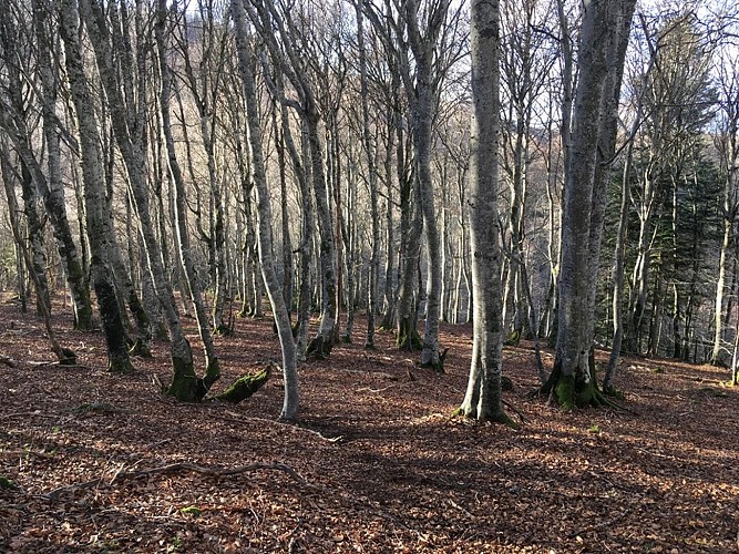 Sous bois dans la Vallée de la Graille