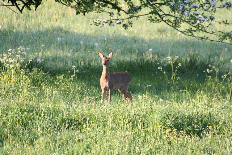 Sentier sur la piste du chevreuil