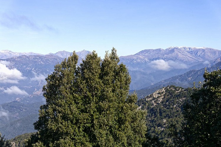 Oro, Migliarello, Renoso