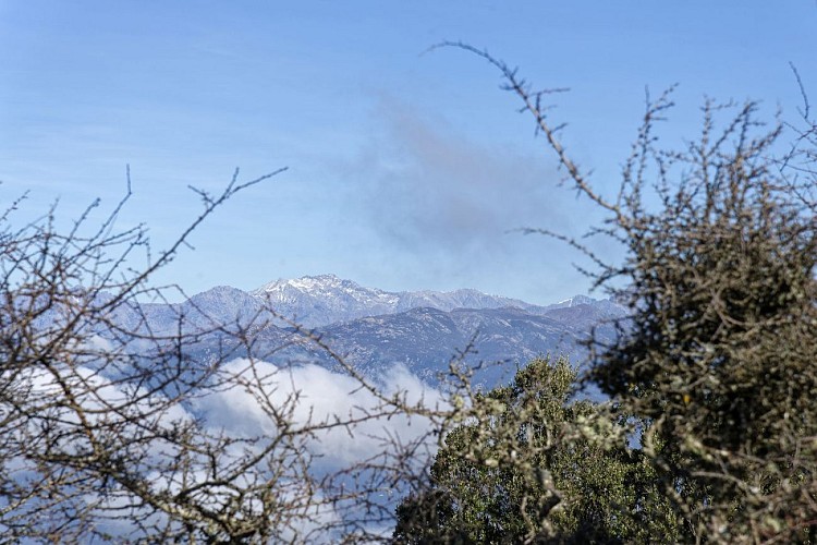 Corse-Région Ajaccio- Punta Cozzanicciu. Février 2024