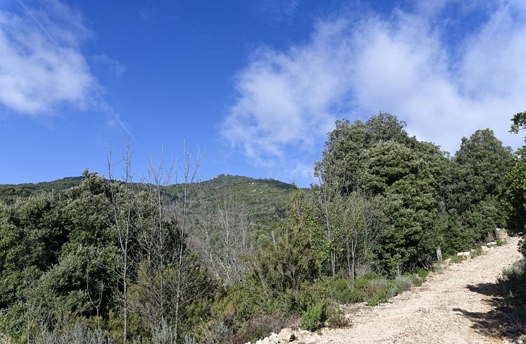 La pointe vue du chemin forestier