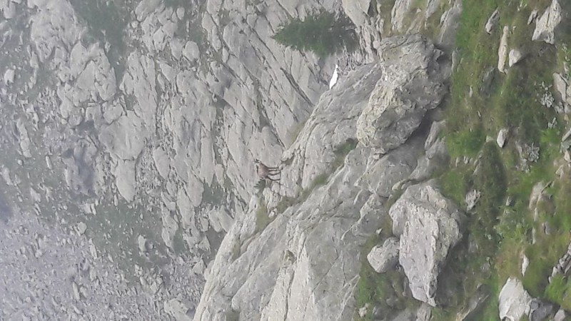 chamois vers le pas du Trem