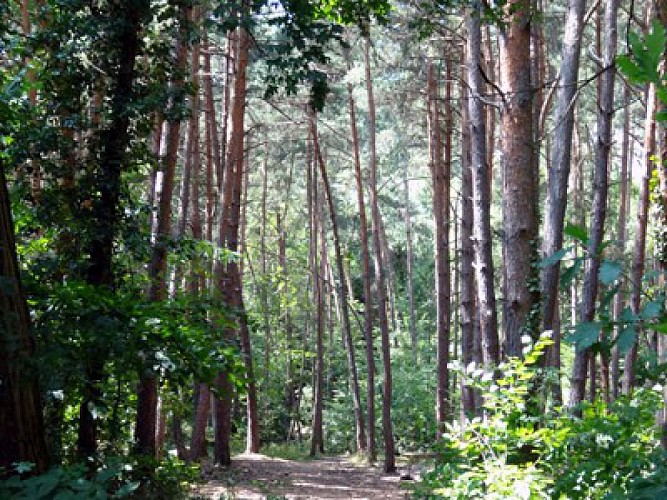 Rouffach : Promenade mystique basse
