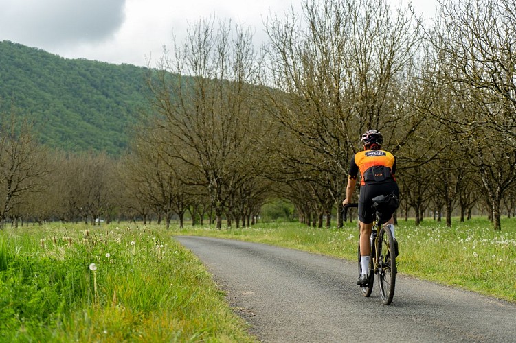 Cycliste dans une noyeraie