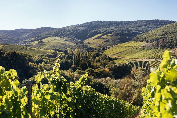 Trail around the Muenchberg vineyards