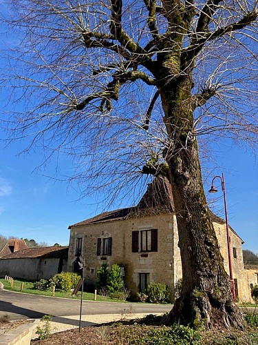 ARBRE REMARQUABLE