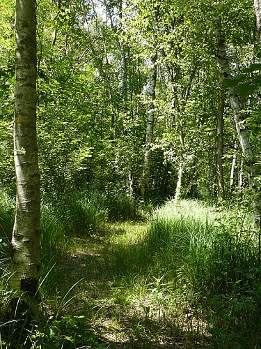 Les Grands Marais - Auneau