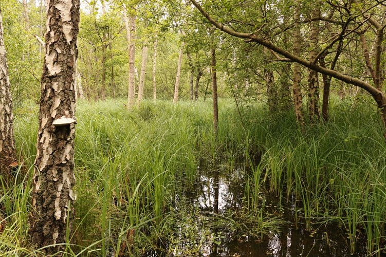 Les Grands Marais - Auneau