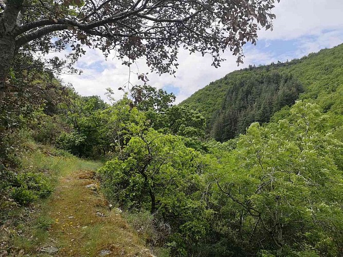 Le bois des Gardes_sentier-ferrals