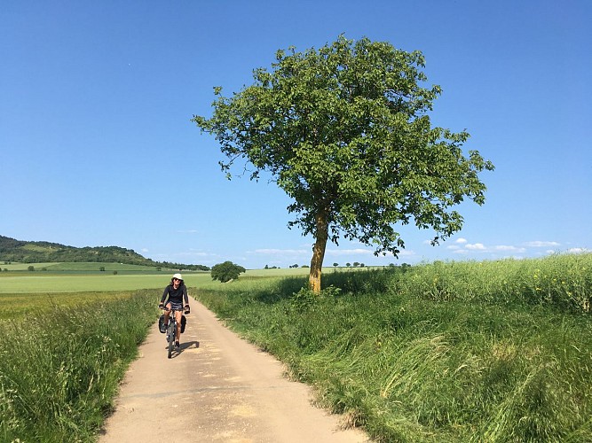 Cycliste_route_arbre_bazois_Route_des_Lacs_Morvan