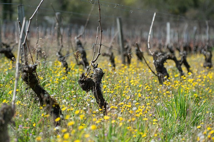 PHOTO 6 VIGNES © Julie Warnier