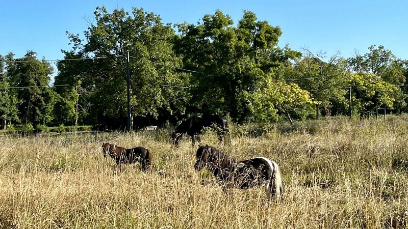 Chevaux