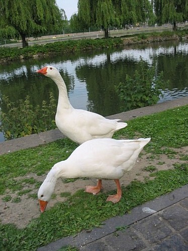 Wandeling : Visé : Découverte de la Cité de l'Oie