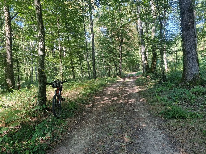 Circuit VTTAE n°6 (rouge) Chemins des bois de Bresse
