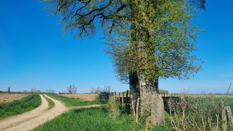 Circuit VTTAE n°5 (rouge) - Etang Pontremble_Montrevel-en-Bresse