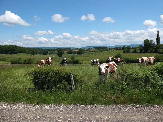 Circuit VTTAE n°5 (rouge) - De la Bresse des lacs à l'étang Pontremble