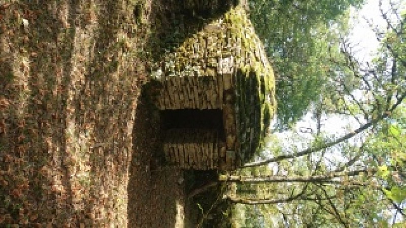 cabane de la Louise.jpg1