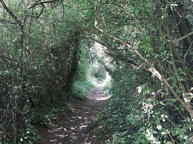 Bois communal 26.06.24 (12)