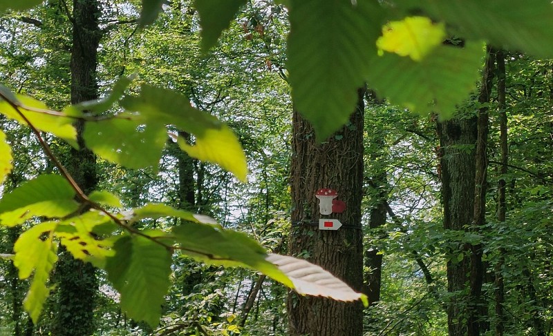 Bois des Huttois 26.06.24. (1) - Copie