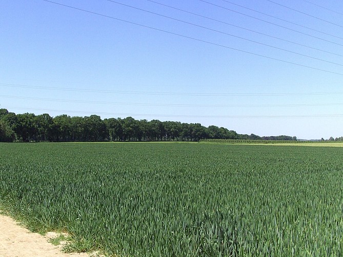 Wixhou_Balade découverte de la capitale BM_Campagnes de Richelle vue sur Wixhou