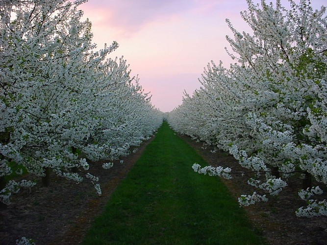 Richelle_Balade découverte de la capitale BM_Vergers Richelle