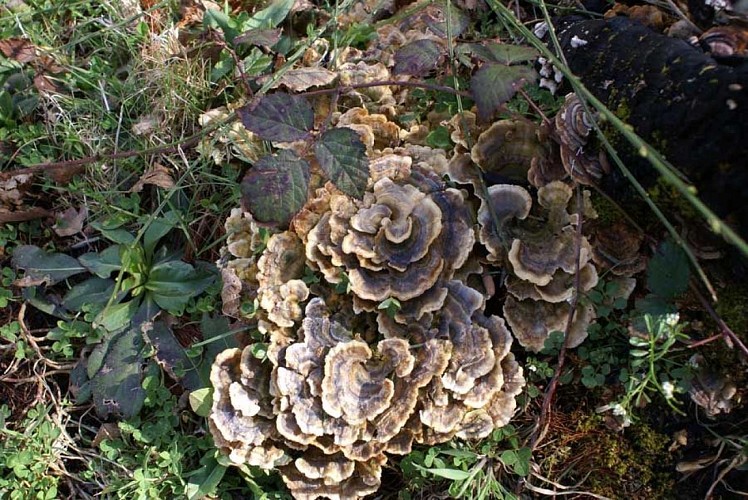 Sentier Les Hérissons