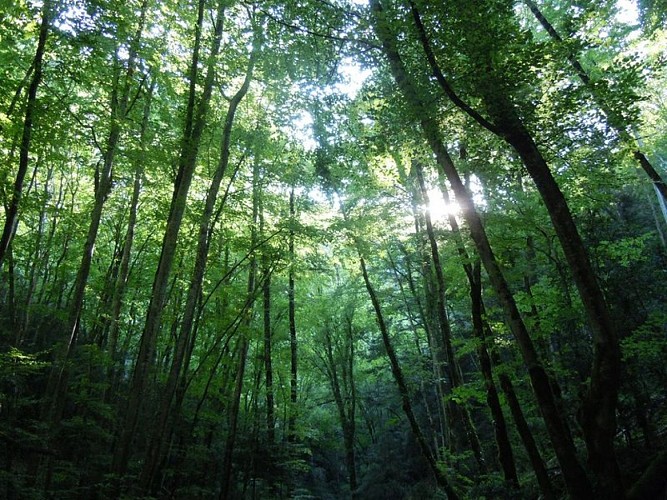 Sur les traces des Huguenots