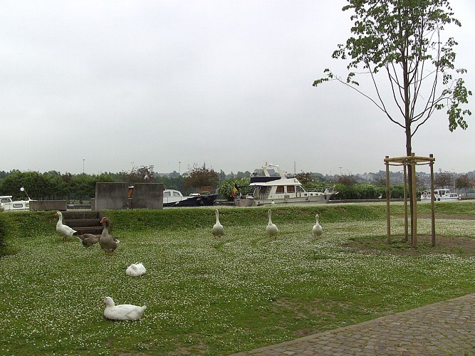 Visé bord de Meuse_Balade découverte de la capitale BM_halage+oies+port plaisance