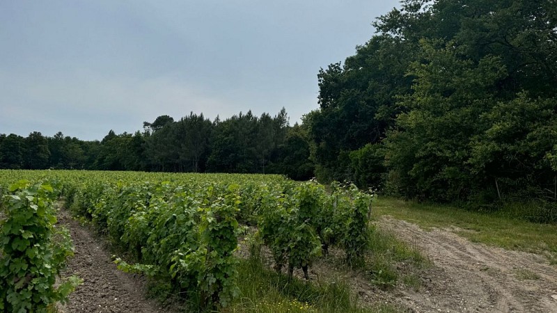 Boucle des vignes - chemin et vignoble