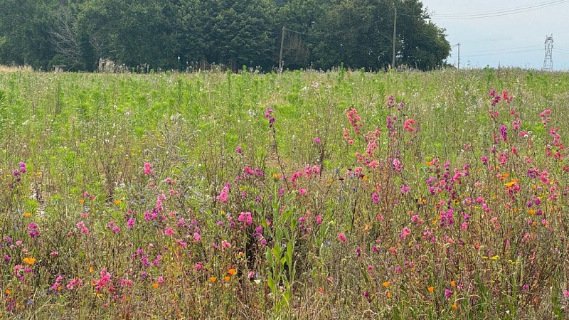 Boucle des vignes - Fleurs