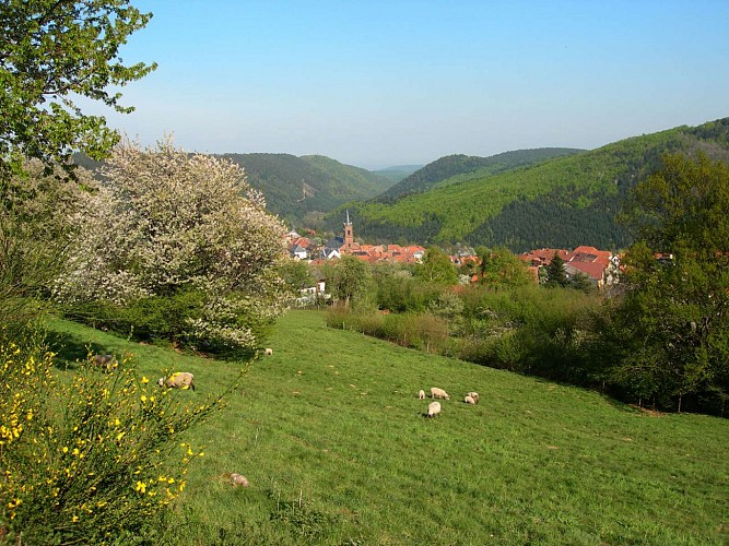 Circuit VTT C05 : De la côte 1000 vers Grendelbruch