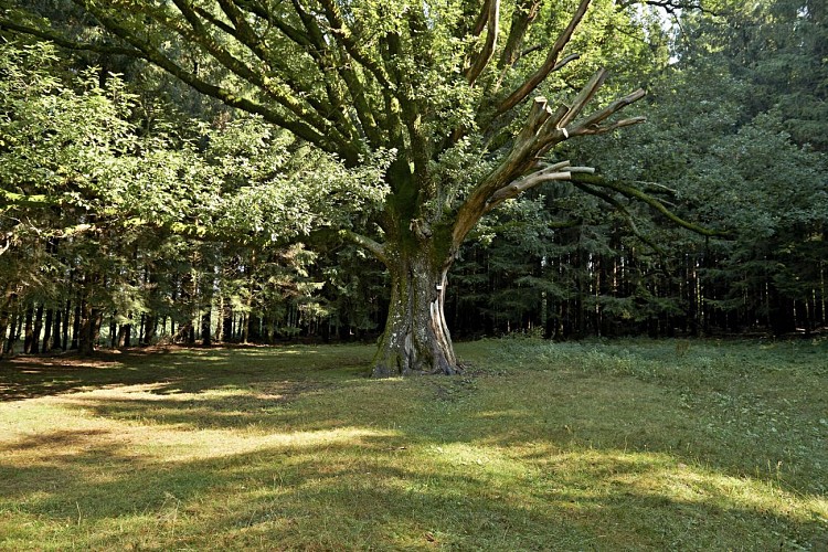 Mountain-bike circuit C06 : Des Quel in Fréconrupt