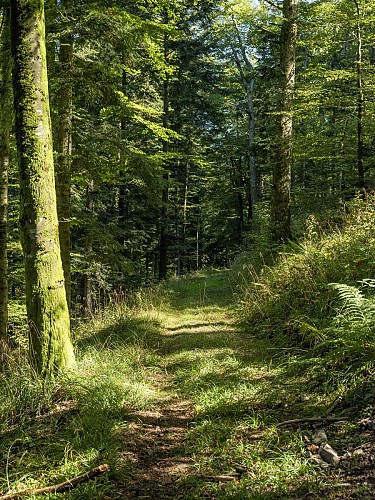 Kinderwagen Rundweg H03 : Ausgehend von Champenay