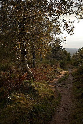 Stroller circuit D02 : From the Donon platform to the Roger Laederich refuge