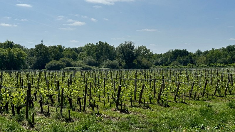 Vignes de la Bugonne