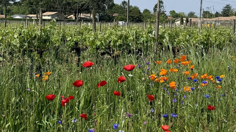 Boucle de la Bugonne - Vignes & Fleurs