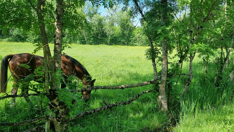 Boucle de la Bugonne - Cheval