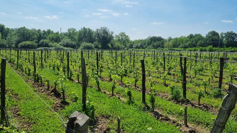 Boucle de la Bugonne - Vignes 