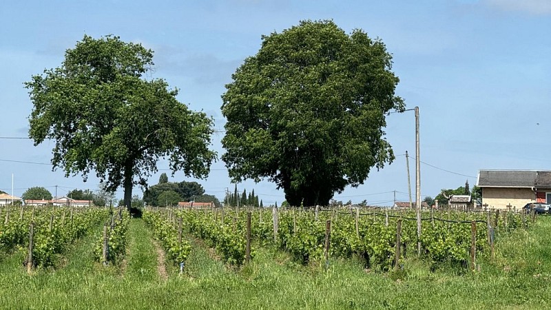 Boucle de la Bugonne - Vignes & arbres