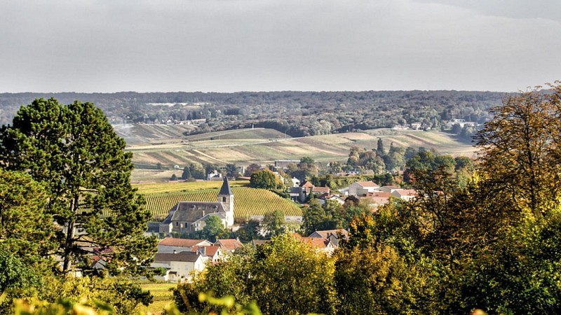 Sentier Viticole de Chigny les Roses "la Champagne de demain"