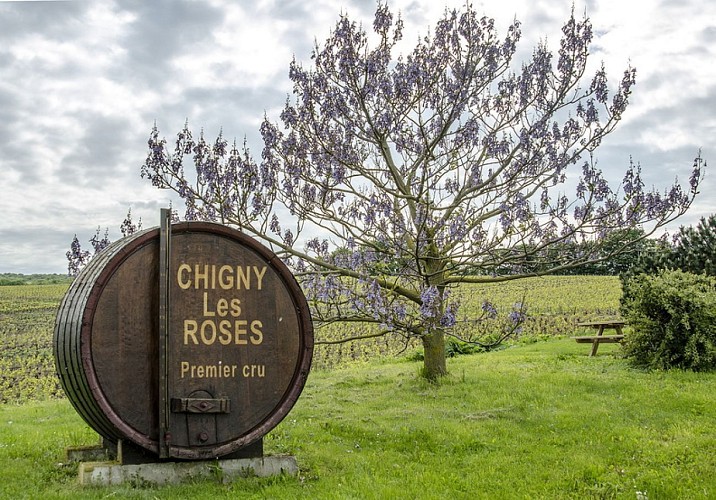 Sentier Viticole de Chigny les Roses "la Champagne de demain"