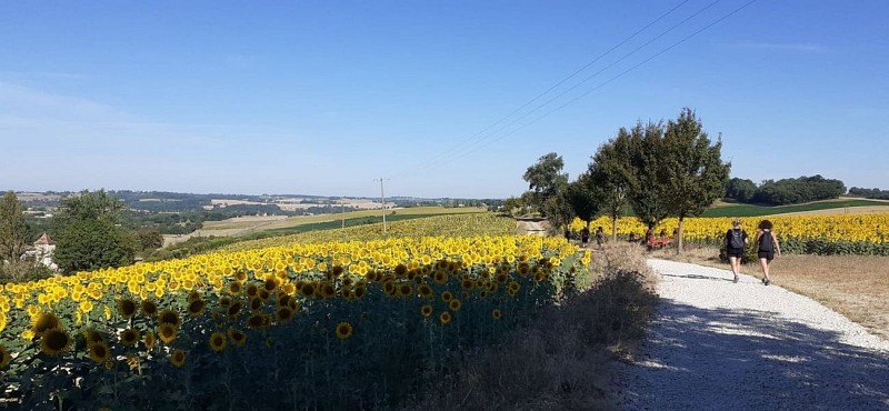 Transition paysagère entre Lomagne et Ténarèze