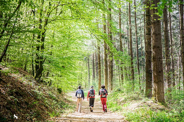 Les trois forêts - 35 km